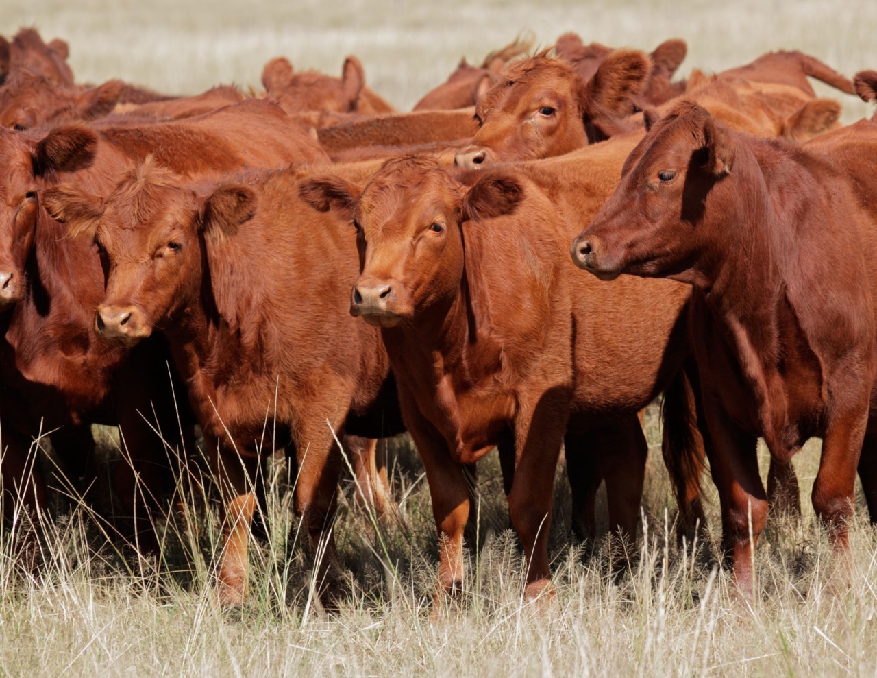 A Codogno la Fiera agricola punta su novità e investimenti