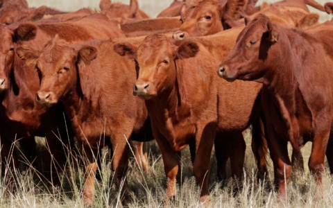 A Codogno la Fiera agricola punta su novità e investimenti